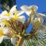 Nathan Ching - @ka_elele_leo_ole_oke_aloha - Instagram