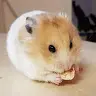 Nathan Ching - @user74454796 - TikTok