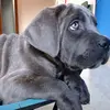 Nathan cane corso - @jonathanrodriguez749 - TikTok