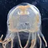 nathan - @nathan.curetti - TikTok