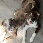 🐶Nathan/deem🐶 - @island_aussies - Instagram