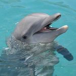 nathan ellsbury - @nathan_the_dolphin - Instagram