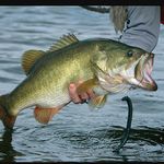 Nathan Dooley - @bass.fishing04 - Instagram