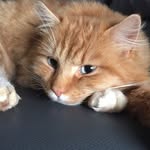 Nathan Dumont - @nathandumont0709 - Instagram