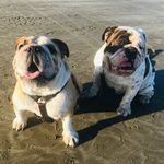 Nathan Eagles - @bontroppo_british_bulldogs - Instagram