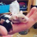 Nathan Eaves - @fudge_n_oreo - Instagram