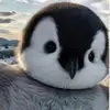Nathan Eshelman452 - @nathaneshelman452 - TikTok