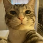 meow - @nathan_forced.me - Instagram