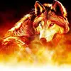 nathan.fortner - @firewolf2310 - TikTok