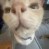 Harry - @harry.nathan - TikTok
