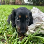 Nathan Harry Hansen - @miniweenienate - Instagram