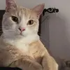 nathanherman146 - @nathanherman146 - TikTok