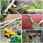 Nathan Hess - @nathan_hess_retics - Instagram