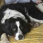 Nathan Hoffmann - @pets_sitting1 - Instagram
