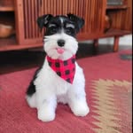 Nathan jefferson - @nathan_schnauzers - Instagram