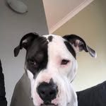 Nathan Johnstone - @nathan.johnstone.167 - Instagram