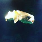 Nathan Julian - @nijuliam - Instagram