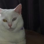 Nathan Kimmel - @kimmelnathan - Instagram