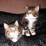 Nathan & Katy Kovacs-Ennis - @lalarupaulkittendelight - Instagram
