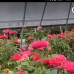 Nathan Krishnan - Facebook