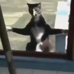 Nathan Lacey - @goosebumps_cat - Instagram
