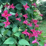 Nathan Longnecker - @the.quiet.gardener - Instagram