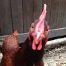 Nathan Macy - @7chickens - TikTok