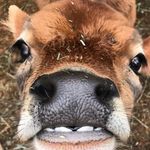 nathan mallory - @mrcowmann - Instagram