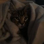 Nathan Mallory - @funnycontent4you - Instagram