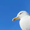 Nmbeast - @nathanmast6 - TikTok