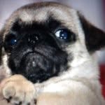 Nathan Mazzone - @pug_lovers21 - Instagram
