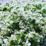 Nathan McFall - @veggiesdontexist - Instagram