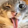 Nathan McGarry - @nathan.mcgarry - TikTok