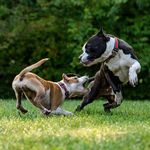Nathan NewName Messer - @petpowerhouse - Instagram