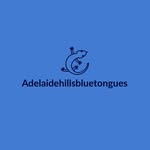 Nathan Nimmo - @adelaidehillsbluetongues - Instagram