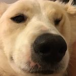 Nathan Norton - @i_have_a_dogo - Instagram