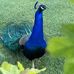 Nathan Peacock - Facebook