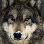 nathan pyles - @warwolf6480 - Instagram
