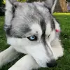 nathanlebaron_et_ripley - @nathanlebaron_et_ripley - TikTok