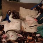 Nathan Romig - Facebook