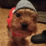 Nathan Shephard - @sp4rt4n2005 - Instagram