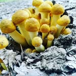 Nathan Shope - @nshope7 - Instagram