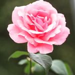 Nathan Somerville - @nathan.somerville.399 - Instagram