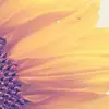 Nathan Sorrows - @nathansorrows - TikTok