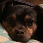 Nathan Spang - @dogo_central - Instagram