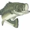 Nathan Steelman - @wefish33 - TikTok