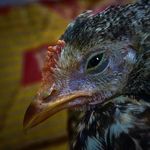 Nathan Sylvester - @sylvester2009000 - Instagram