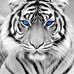 Nathan Tobin - Facebook