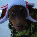Nathan Travis - @travis_pets02 - Instagram