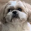 nathanwang321 - @nathanwang321 - TikTok